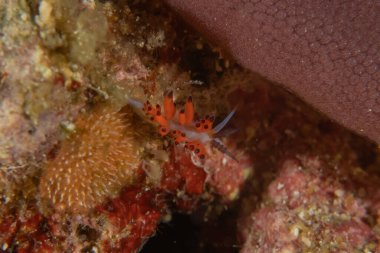 Filipinler, Anilao 'da Denizde Çıplaklar Denizi sümüklüböceği