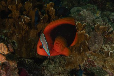 Filipinler Denizi 'nde balıklar yüzer.