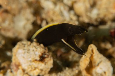 Filipinler, Anilao 'da Denizde Çıplaklar Denizi sümüklüböceği