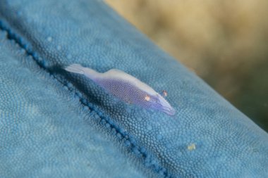 Filipinler Denizi 'nde balıklar yüzer.