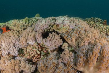 Filipinler Denizi 'ndeki mercan resifi ve su bitkileri