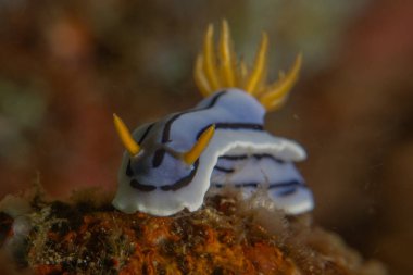 Filipinler, Anilao 'da Denizde Çıplaklar Denizi sümüklüböceği