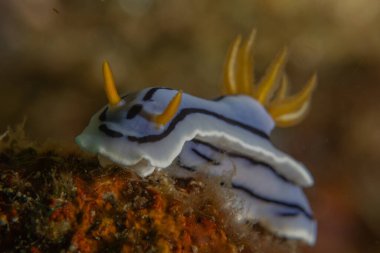 Filipinler, Anilao 'da Denizde Çıplaklar Denizi sümüklüböceği