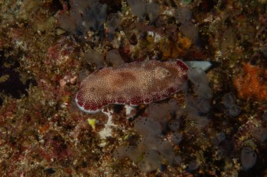 Filipinler, Anilao 'da Denizde Çıplaklar Denizi sümüklüböceği