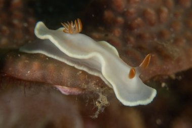 Filipinler, Anilao 'da Denizde Çıplaklar Denizi sümüklüböceği