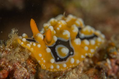 Filipinler, Anilao 'da Denizde Çıplaklar Denizi sümüklüböceği