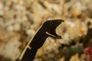 Filipinler, Anilao 'da Denizde Çıplaklar Denizi sümüklüböceği