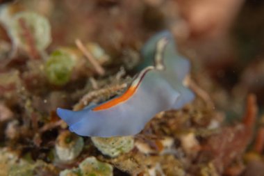 Filipinler, Anilao 'da Denizde Çıplaklar Denizi sümüklüböceği