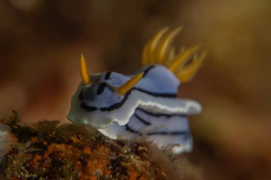 Filipinler, Anilao 'da Denizde Çıplaklar Denizi sümüklüböceği