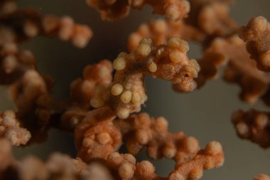 Filipinler Denizi 'ndeki mercan resifi ve su bitkileri