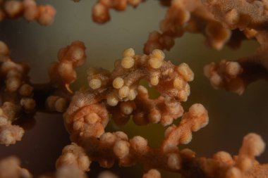 Filipinler Denizi 'ndeki mercan resifi ve su bitkileri