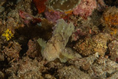 Filipinler Denizi 'nde balıklar yüzer.