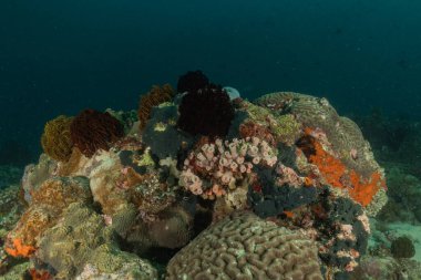 Filipinler Denizi 'ndeki mercan resifi ve su bitkileri