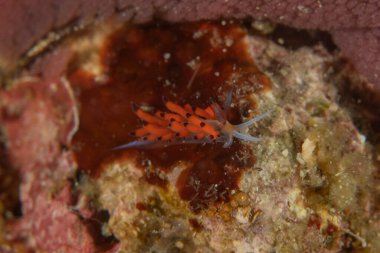 Filipinler, Anilao 'da Denizde Çıplaklar Denizi sümüklüböceği