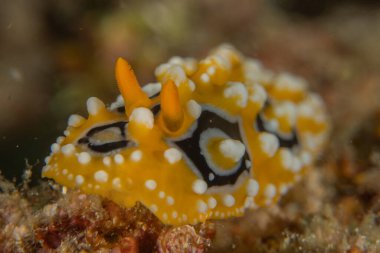 Filipinler, Anilao 'da Denizde Çıplaklar Denizi sümüklüböceği