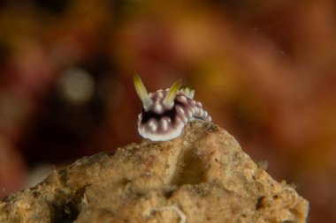 Filipinler, Anilao 'da Denizde Çıplaklar Denizi sümüklüböceği