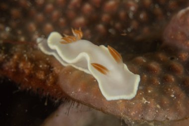 Filipinler, Anilao 'da Denizde Çıplaklar Denizi sümüklüböceği