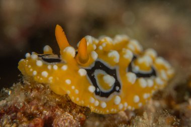 Filipinler, Anilao 'da Denizde Çıplaklar Denizi sümüklüböceği