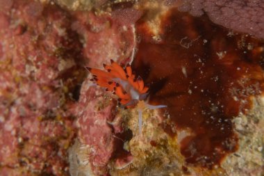 Filipinler, Anilao 'da Denizde Çıplaklar Denizi sümüklüböceği