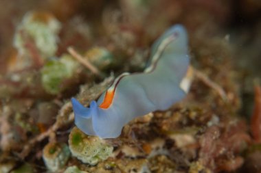 Filipinler, Anilao 'da Denizde Çıplaklar Denizi sümüklüböceği