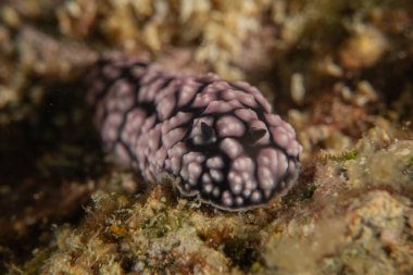 Filipinler, Anilao 'da Denizde Çıplaklar Denizi sümüklüböceği