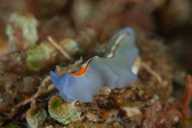 Filipinler, Anilao 'da Denizde Çıplaklar Denizi sümüklüböceği