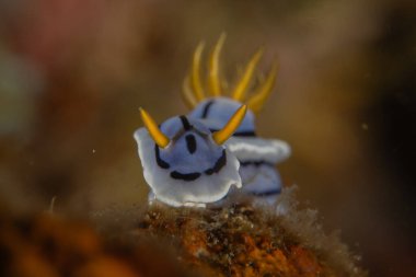 Filipinler, Anilao 'da Denizde Çıplaklar Denizi sümüklüböceği