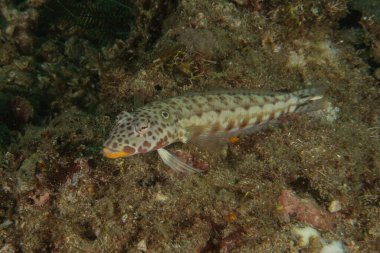 Filipinler Denizi 'nde balıklar yüzer.