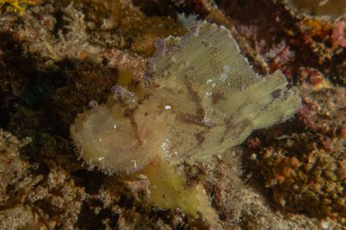 Filipinler Denizi 'nde balıklar yüzer.