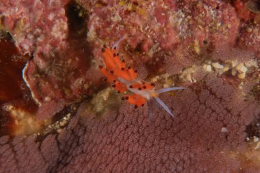 Filipinler, Anilao 'da Denizde Çıplaklar Denizi sümüklüböceği