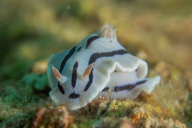 Filipinler, Anilao 'da Denizde Çıplaklar Denizi sümüklüböceği