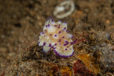 Filipinler, Anilao 'da Denizde Çıplaklar Denizi sümüklüböceği