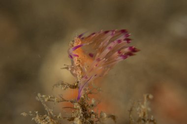 Filipinler, Anilao 'da Denizde Çıplaklar Denizi sümüklüböceği