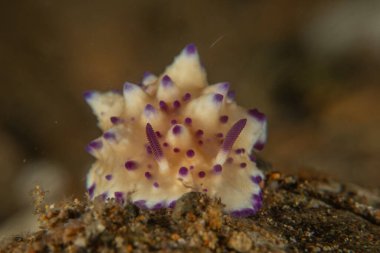 Filipinler, Anilao 'da Denizde Çıplaklar Denizi sümüklüböceği