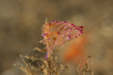 Filipinler, Anilao 'da Denizde Çıplaklar Denizi sümüklüböceği