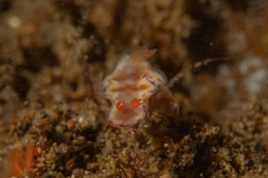 Filipinler, Anilao 'da Denizde Çıplaklar Denizi sümüklüböceği