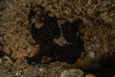 Filipinler Denizi 'ndeki mercan resifi ve su bitkileri