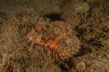 Filipinler Denizi 'nde balıklar yüzer.