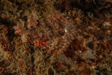 Filipinler Denizi 'nde balıklar yüzer.