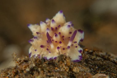 Filipinler, Anilao 'da Denizde Çıplaklar Denizi sümüklüböceği