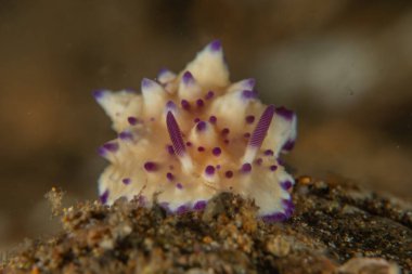 Filipinler, Anilao 'da Denizde Çıplaklar Denizi sümüklüböceği