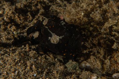 Filipinler denizindeki mercan resifi ve su bitkileri