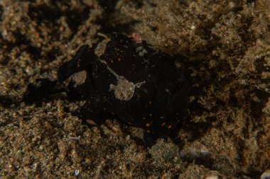 Filipinler denizindeki mercan resifi ve su bitkileri