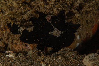 Filipinler denizindeki mercan resifi ve su bitkileri