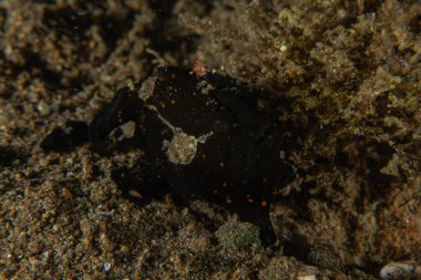 Filipinler denizindeki mercan resifi ve su bitkileri