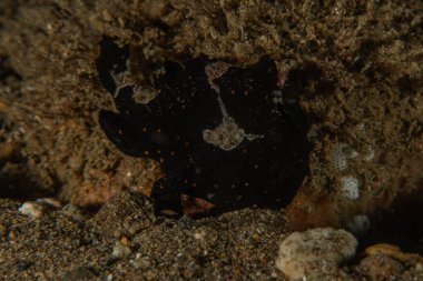 Filipinler denizindeki mercan resifi ve su bitkileri