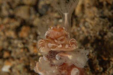 Filipinler, Anilao 'da Denizde Çıplaklar Denizi sümüklüböceği