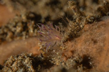 Filipinler, Anilao 'da Denizde Çıplaklar Denizi sümüklüböceği