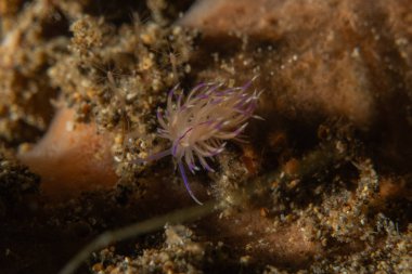 Filipinler, Anilao 'da Denizde Çıplaklar Denizi sümüklüböceği