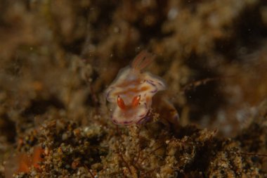 Filipinler, Anilao 'da Denizde Çıplaklar Denizi sümüklüböceği